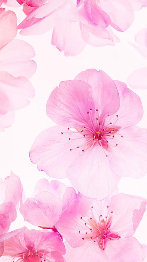 唯美浪漫粉色花瓣h5图图片背景素材免费下载图片编号629077搜图123