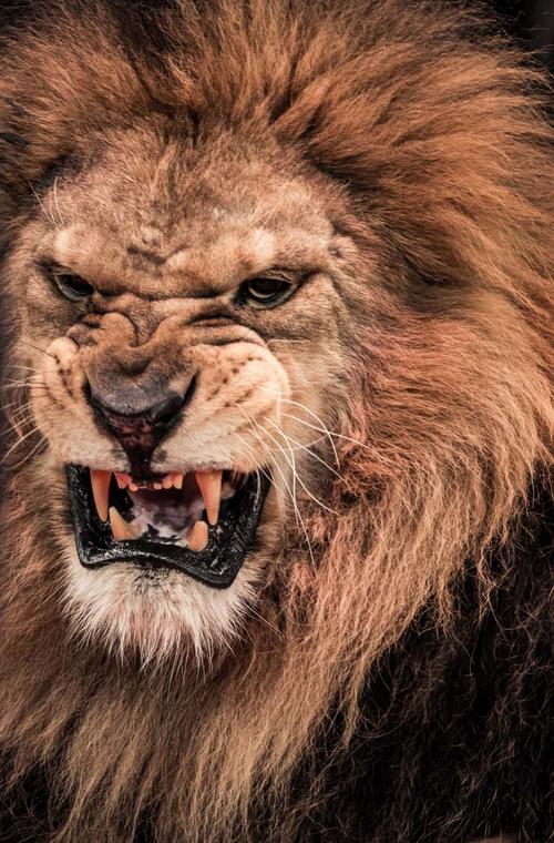 凶猛霸气的狮子高清图片5