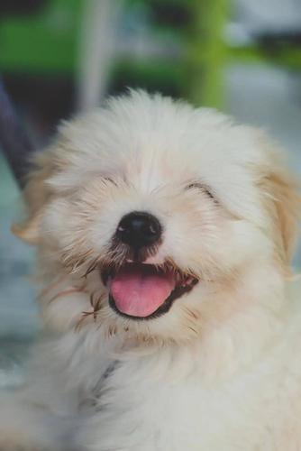 哪只小动物笑得最开心测哪些事最让你最快乐
