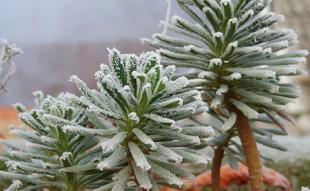 冬天是室内植物最脆弱的时候我们该如何护理