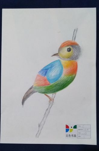 彩色铅笔画美丽的小鸟