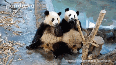 是个辛苦的工作经常有许多熊猫累的睡着了经过这些熊猫们的辛勤劳动