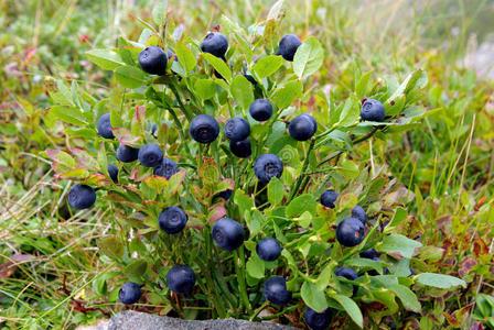 蓝莓灌木照片