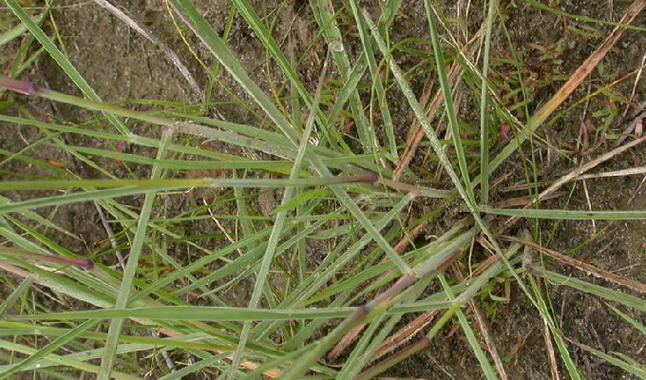 p三角草属属于禾本目禾本科是一种常见的被子植物.