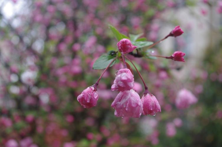 照片摄影春雨润鲜花