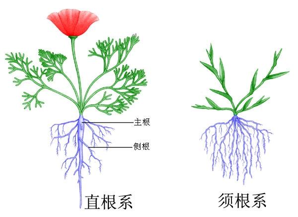 植物的根茎叶花果实种子
