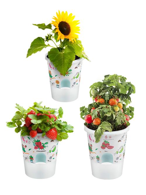 儿童种植小盆盆栽蔬菜水果草莓套装幼儿园观察植物其他手工制作