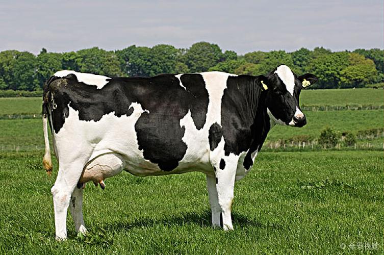家牛黑白花牛弗里斯兰奶牛母牛站立草场坎布里亚英格兰欧洲
