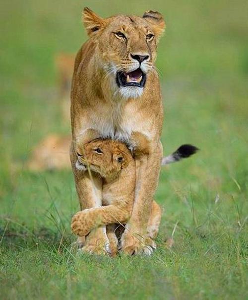 母狮察觉危险把幼崽护在身下小狮子一脸抗拒挣扎着不配合