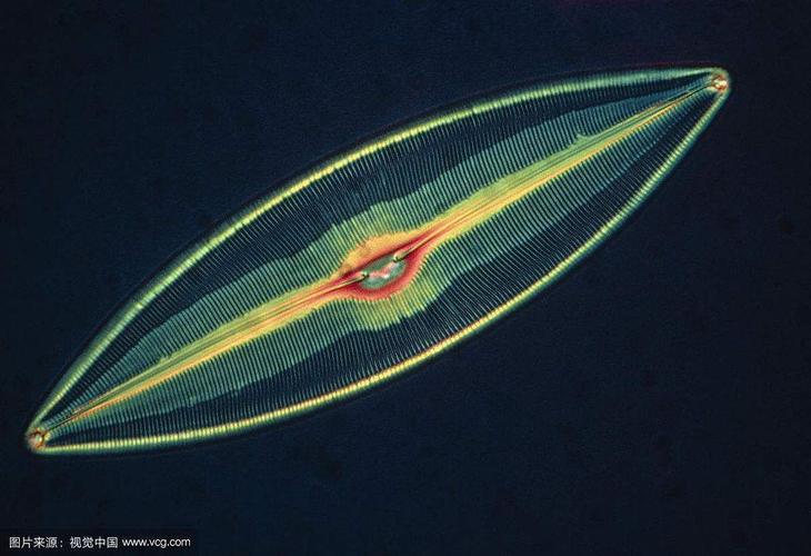 p羽纹硅藻纲为藻类植物之一植物纲.