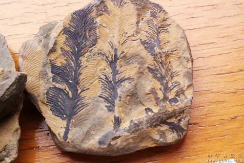 精美植物化石