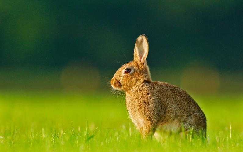 乖巧可爱的小兔子唯美高清图片分享