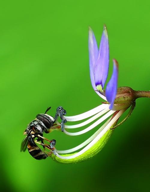 微距|昆虫和植物