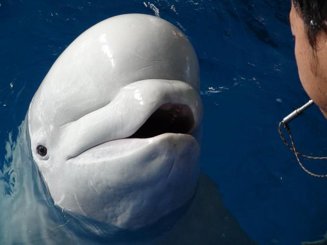 可爱的白鲸动物图片