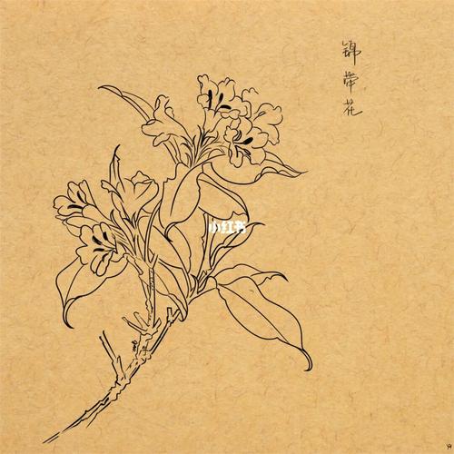 白描植物花卉线稿