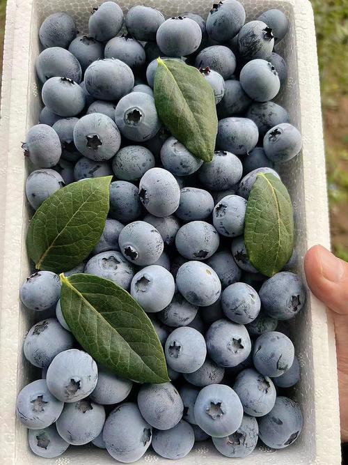 081看果粉新鲜的蓝莓都带有较多的果粉若是蓝莓表面有大量的果粉