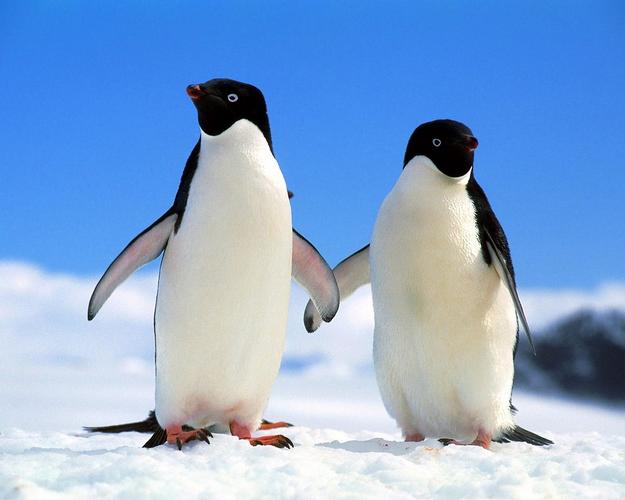 精选可爱迷人的企鹅动物精美图片分享