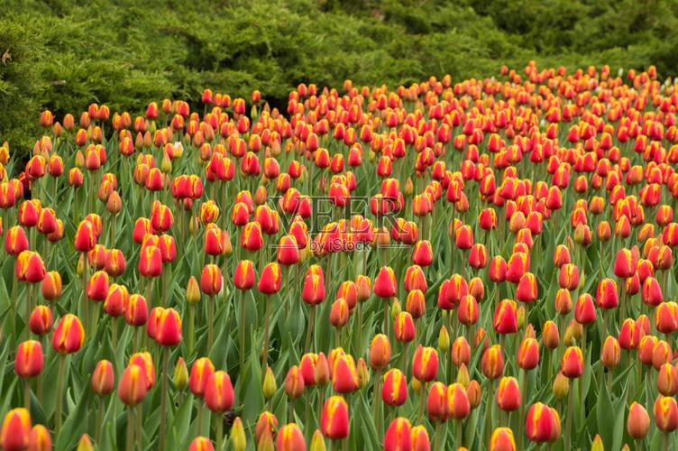 许多色彩鲜艳的郁金香花自然的春天背景照片摄影图片