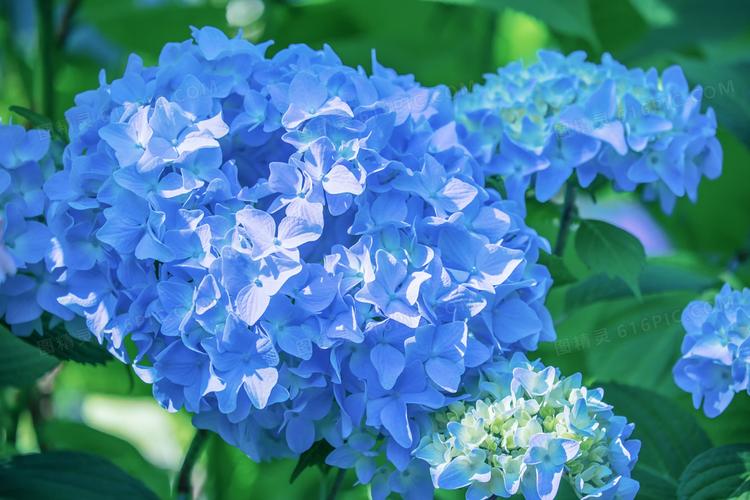蓝色的绣球花植物特写摄影高清图片