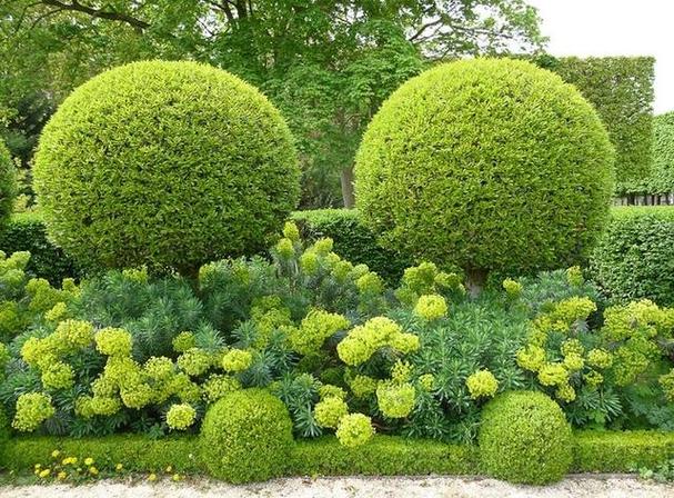 庭院设计绿篱就应该这样设计你的花园植物配置做对了吗