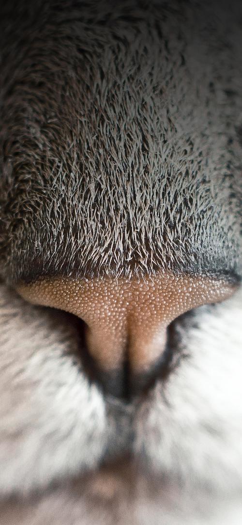 猫鼻子特写镜头动物