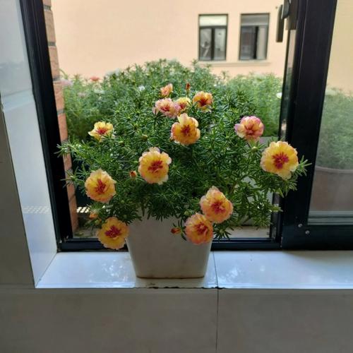 窗台上的太阳花