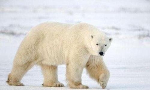 世界上皮毛最保暖的动物北极熊最不怕冷有浓密保暖的皮毛