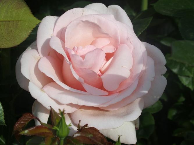 英格兰玫瑰蔷薇