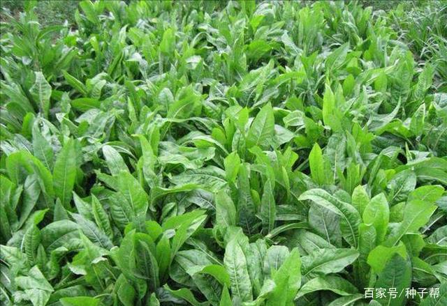 食叶草母本鲁梅克斯亩产20000公斤每年收割6