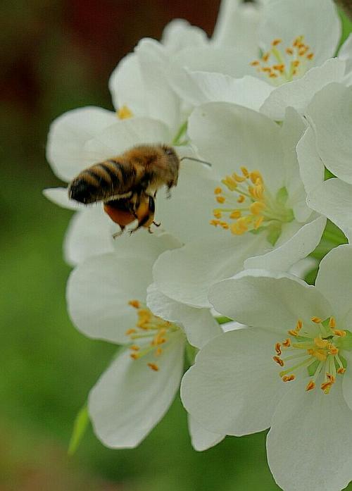 阳春三月蜜蜂采花忙三