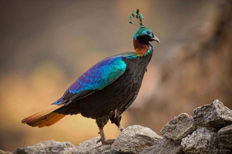 国家级一级重点保护野生动物棕尾虹雉