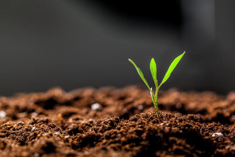 土壤中发芽的植物春天种子发芽成长土壤幼苗小芽嫩芽幼芽