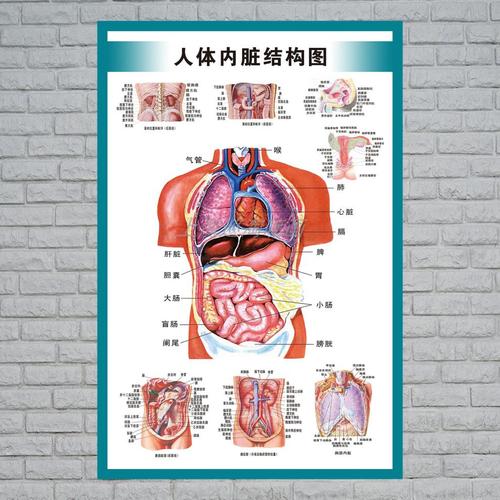 心脏结构示意图人体内脏解剖示意图医学宣传挂图人体器官心脏结构图