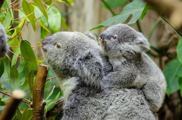 女考拉和她的孩子澳大利亚懒可爱妈妈和宝宝动物蓬松