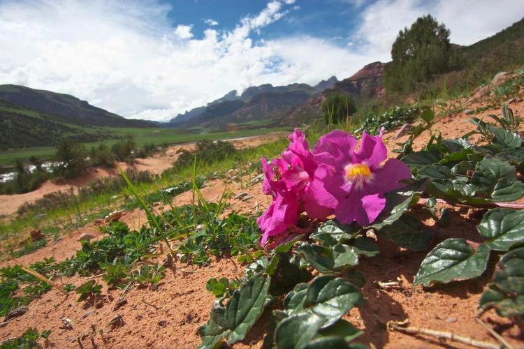 92藏波罗花是青藏高原特有的草本植物生长在海拔36005000米的