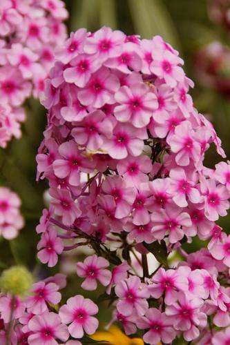福禄考粉色粉红色的花美丽farbenpracht花植物区系