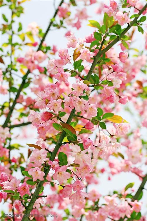 高清粉色海棠花摄影背景桌面壁纸图片素材