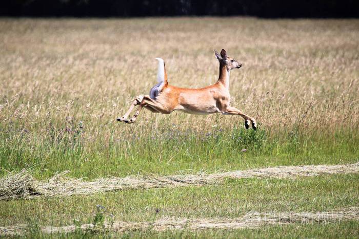 一只白尾鹿在半空中逃跑