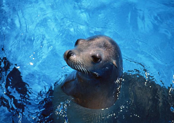 北极动物海豹动物海豹图片