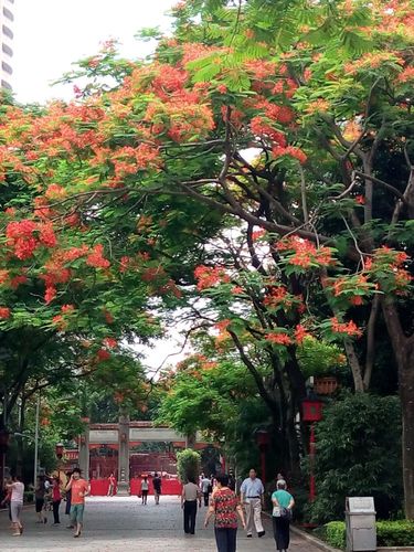 五月的广州凤凤花盛开高大的绿树开满红彤彤的花儿鲜艳胜火甚为