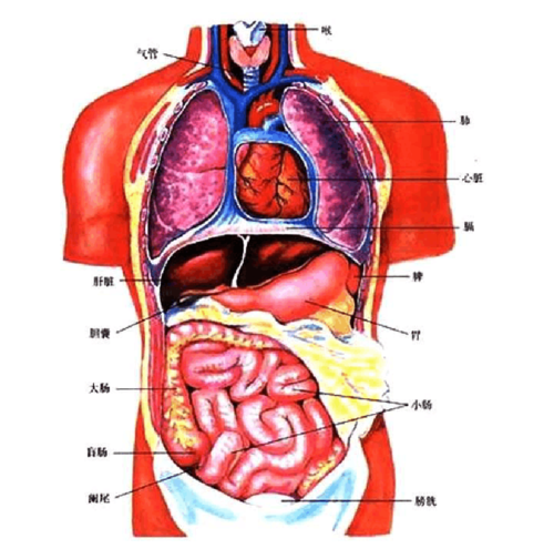 人体内脏结构穴位医学图谱14幅高清版