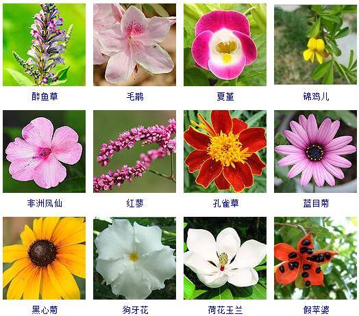 花卉名称大全500种绿植花卉图片大全及花名