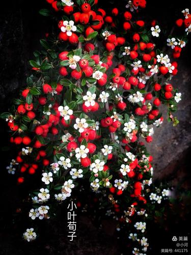 白花红果相配甚美观是点缀岩石园的良好植物