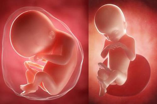 怀孕两个月胎儿有多大怀孕两个月注意事项