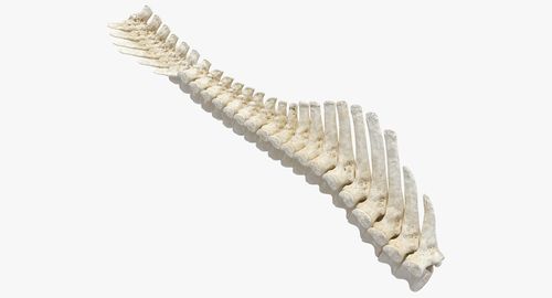动物脊柱骨骼23d模型