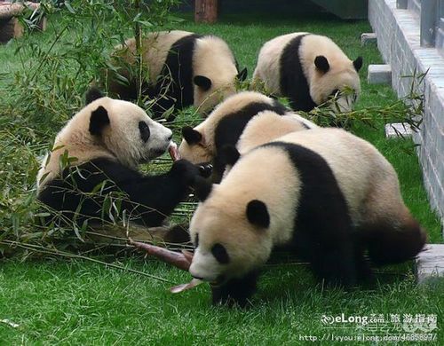 8只卧龙熊猫在北京动物园多图