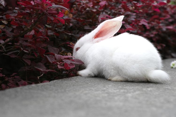 小白兔图片3