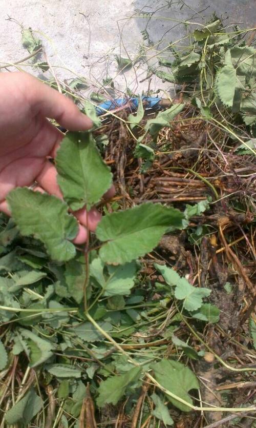 丹阳本地最常见的野生中草药长在田埂上有谁认识它吗