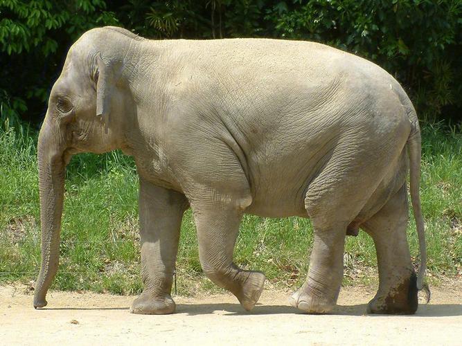 亚洲象与普通大象一起来找不同