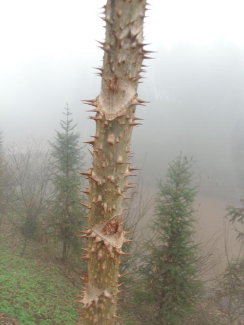 这全身长刺的木本植物什么名字